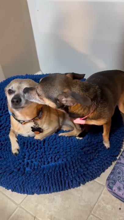 Enlarge Jackson bonded to Sugar Pie, an adopted mixed breed in Helena, AL video 2/5