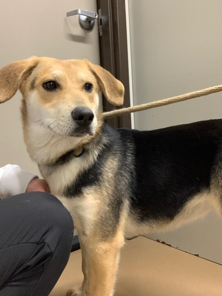 Felicia, Adoptable, Young Female German Shepherd Dog & Hound.