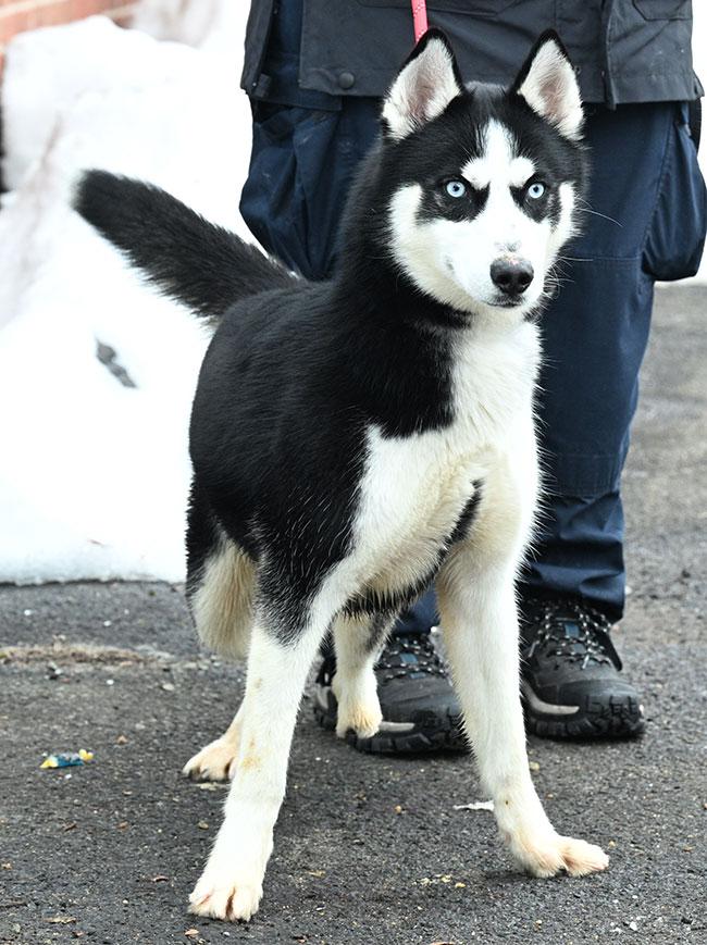 Enlarge #333 Rudy, a ADOPTABLE Husky in New Haven, CT image 3/3