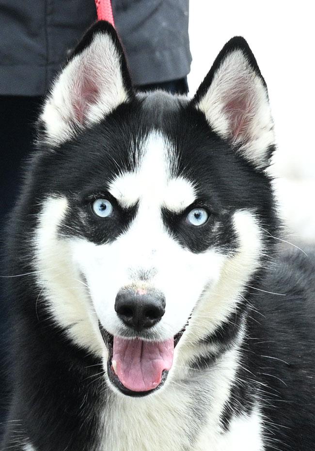 Enlarge #333 Rudy, a ADOPTABLE Husky in New Haven, CT image 1/3