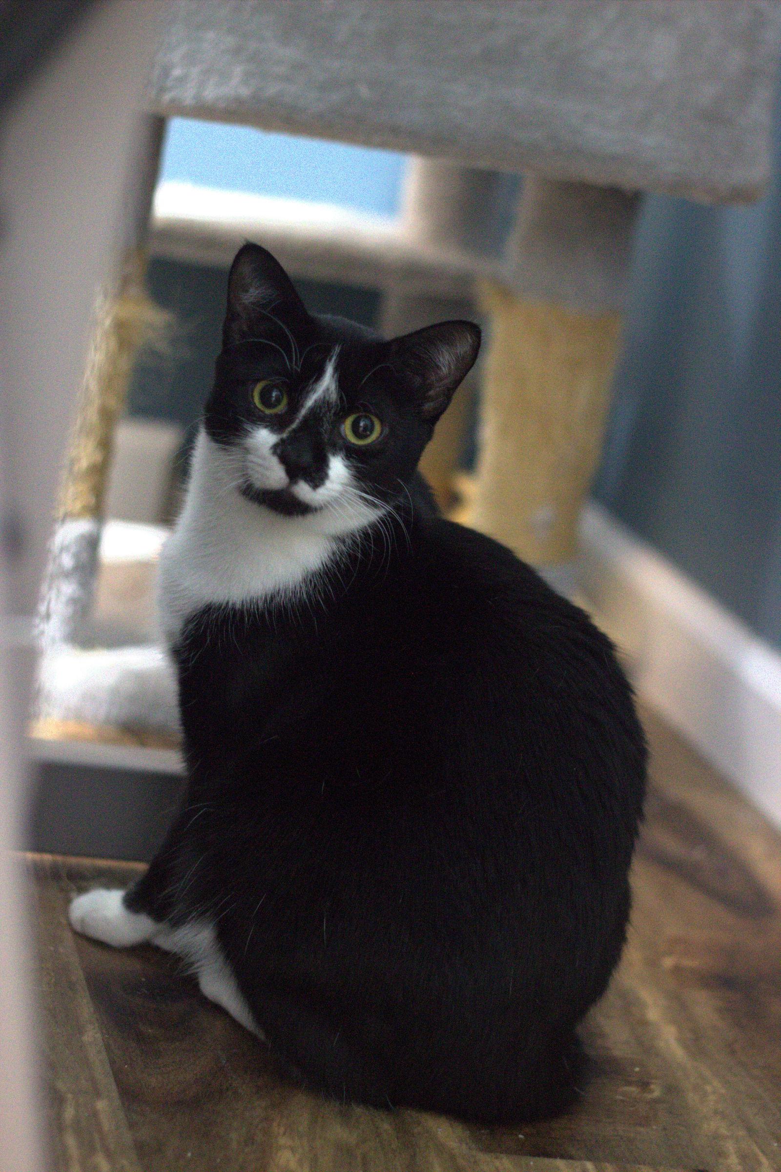 Cappucinno, Adoptable, Young Female Domestic Short Hair.