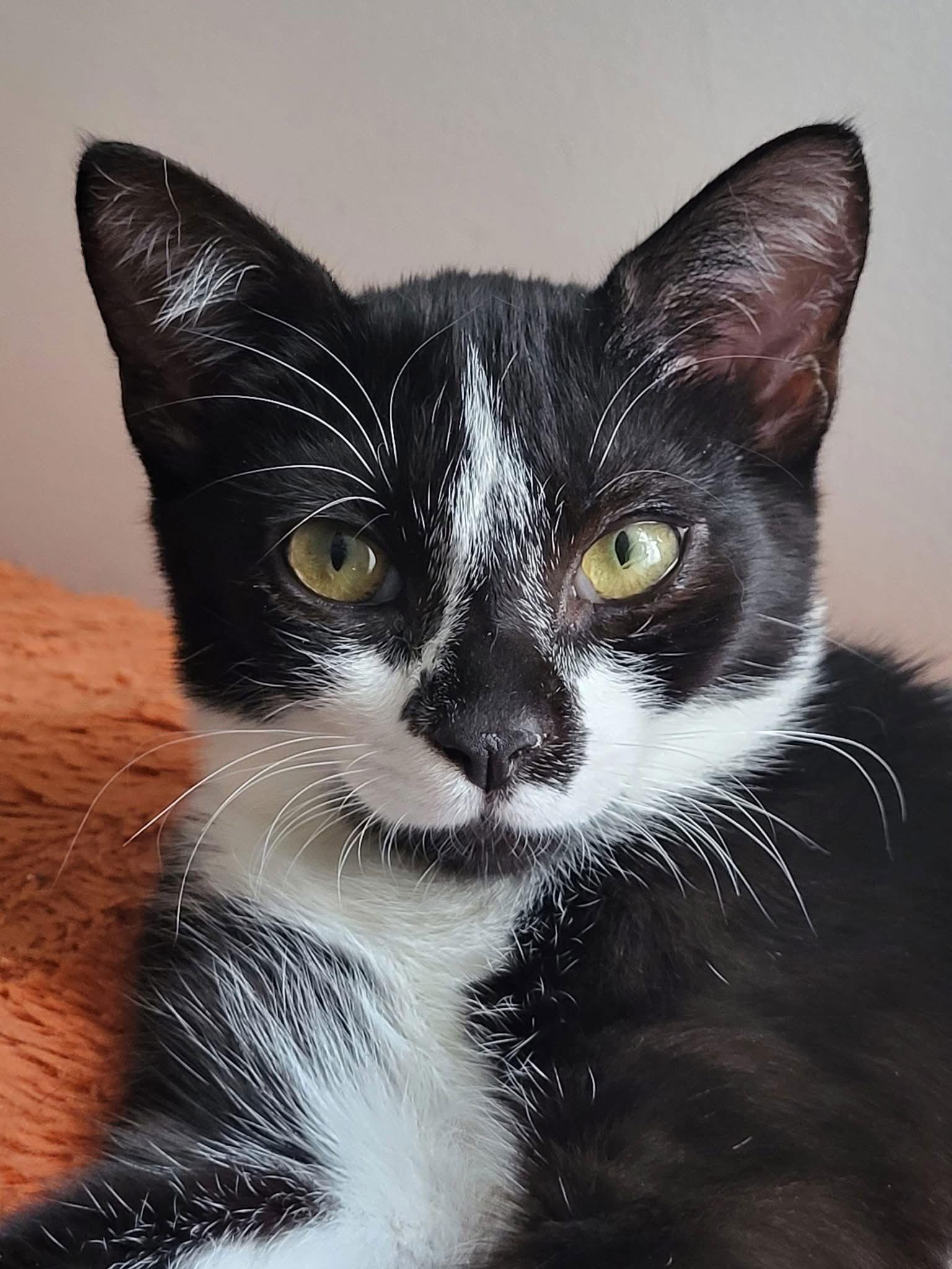 Cappucinno, a Adoptable Domestic Short Hair in Wilmington, NC image 3/3