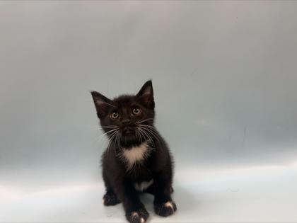 Zeus, Adoptable, Kitten Male Domestic Short Hair & Domestic Short Hair.
