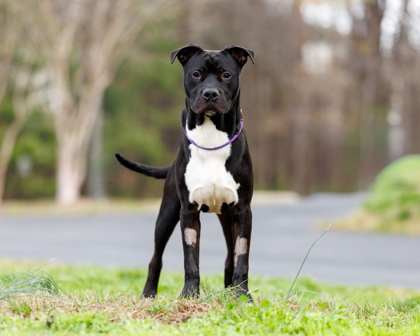 Enlarge Dion, a Adoptable Mixed Breed in Durham, NC image 1/2
