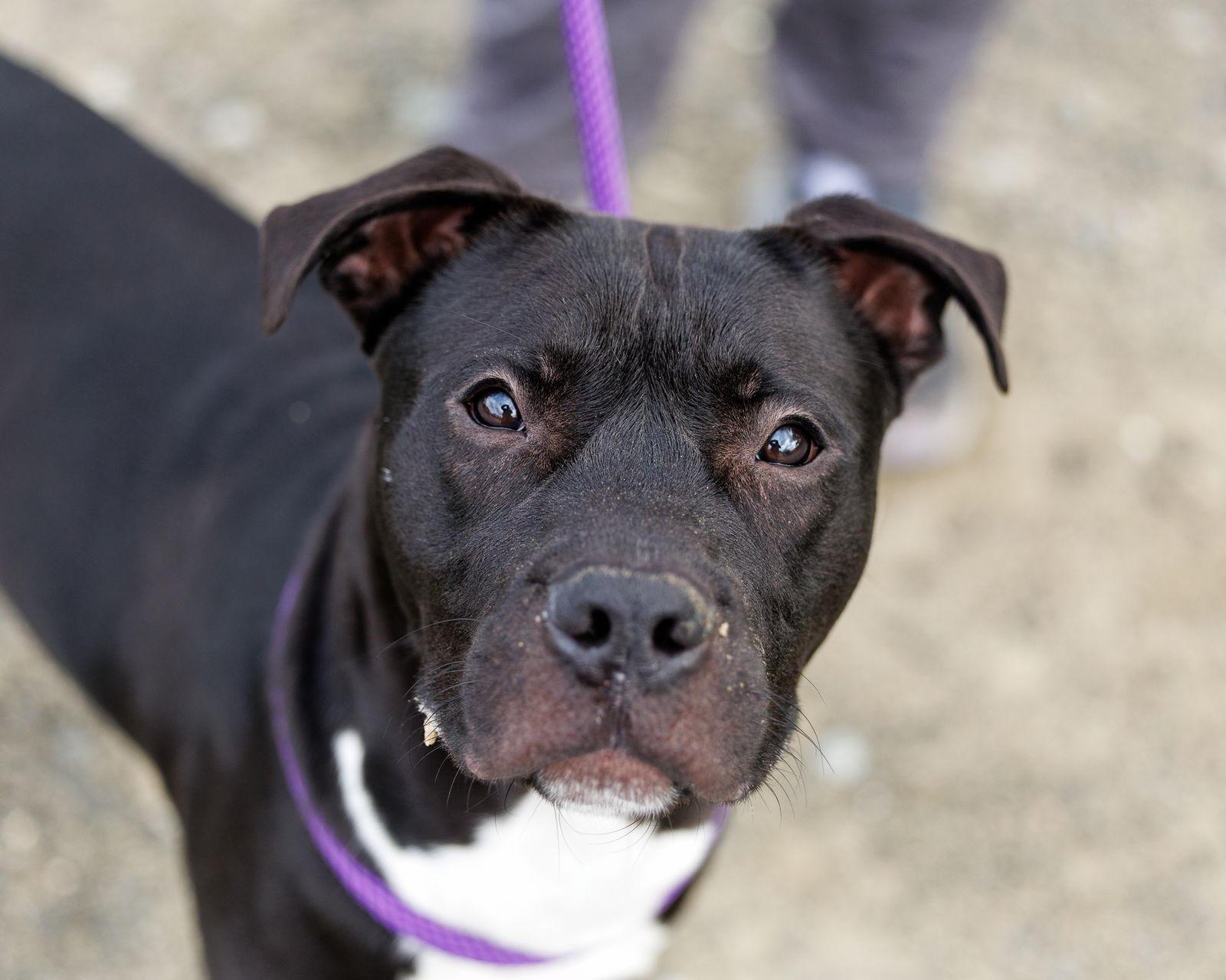 Enlarge Dion, a Adoptable Mixed Breed in Durham, NC image 2/2