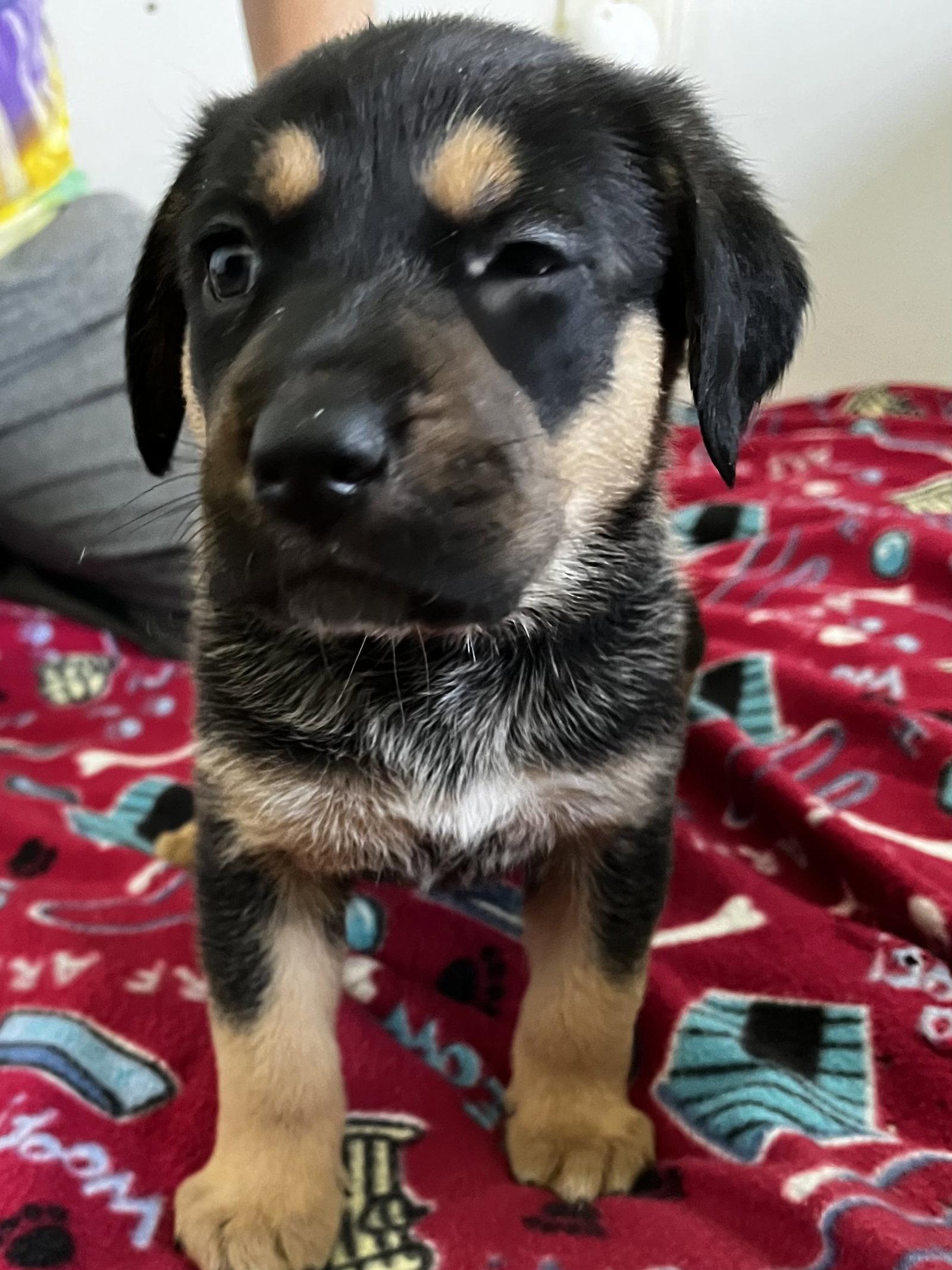 Ruby, a Adoptable mixed breed in Mooresville, NC image 3/3