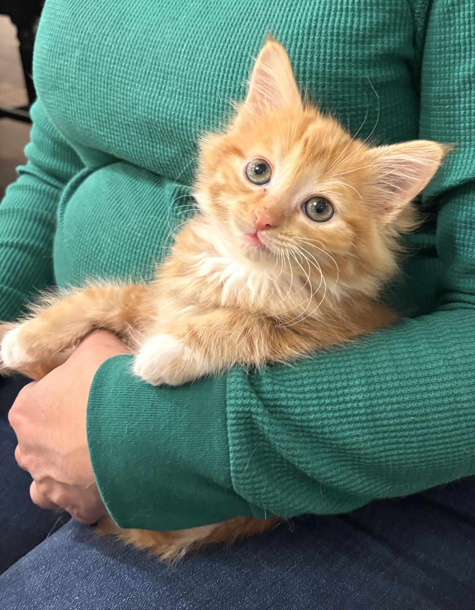 Chop Chop, Adopted, Young Male Domestic Long Hair.