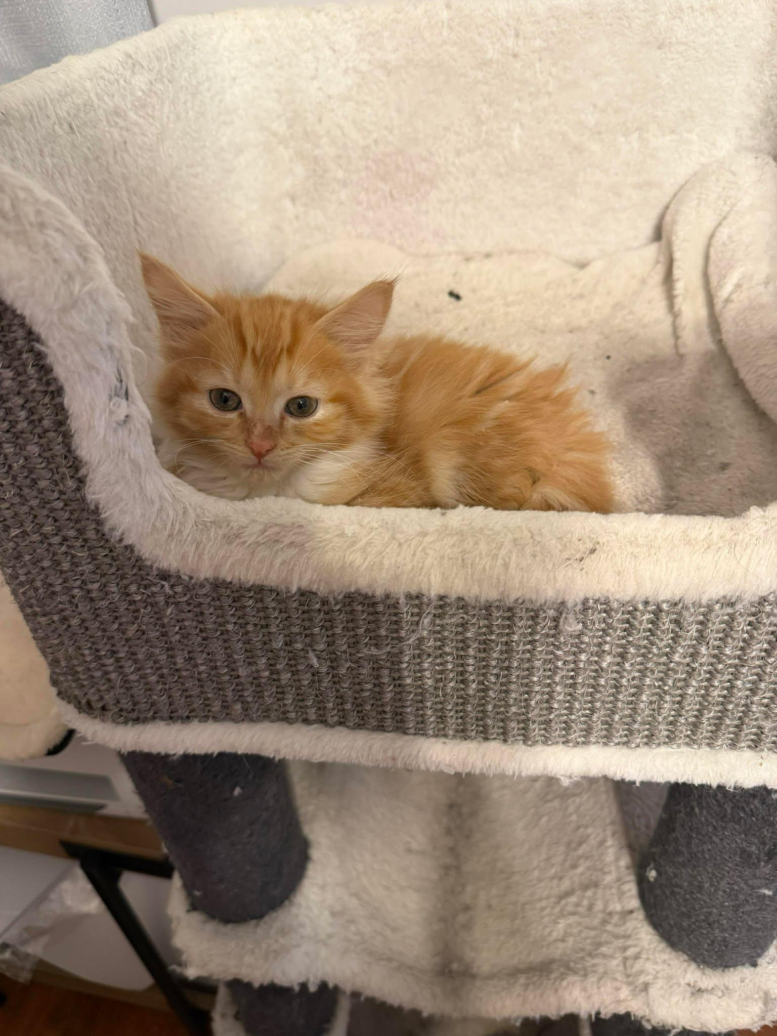 Chop Chop, a Adopted Domestic Long Hair in Camden, SC image 2/3