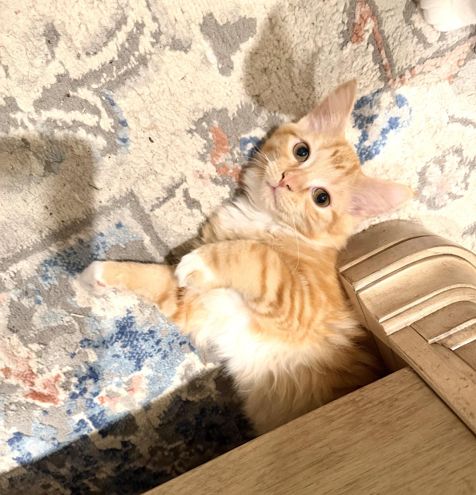 Chop Chop, a Adopted Domestic Long Hair in Camden, SC image 3/3