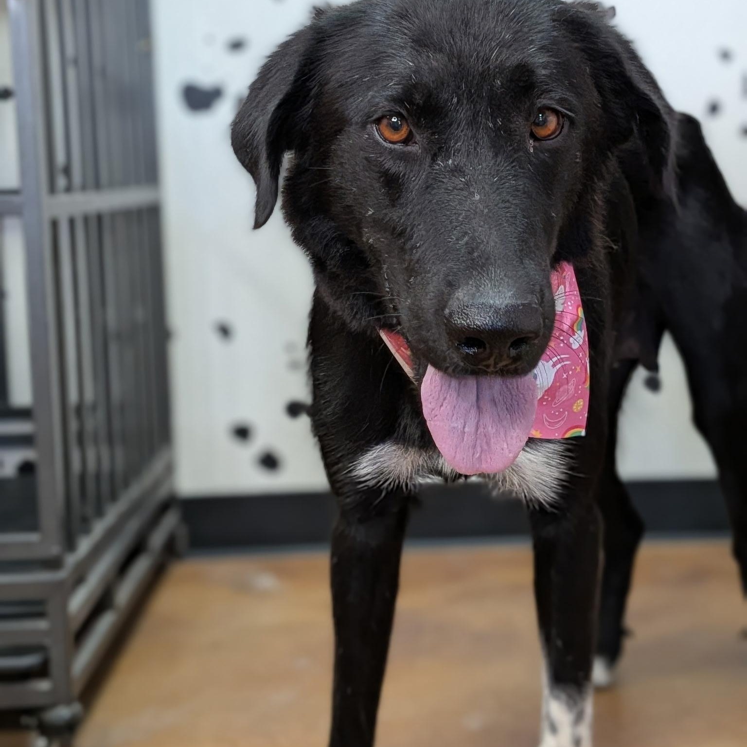 Mama Mallory, Adoptable, Young Female Border Collie & Flat-Coated Retriever.