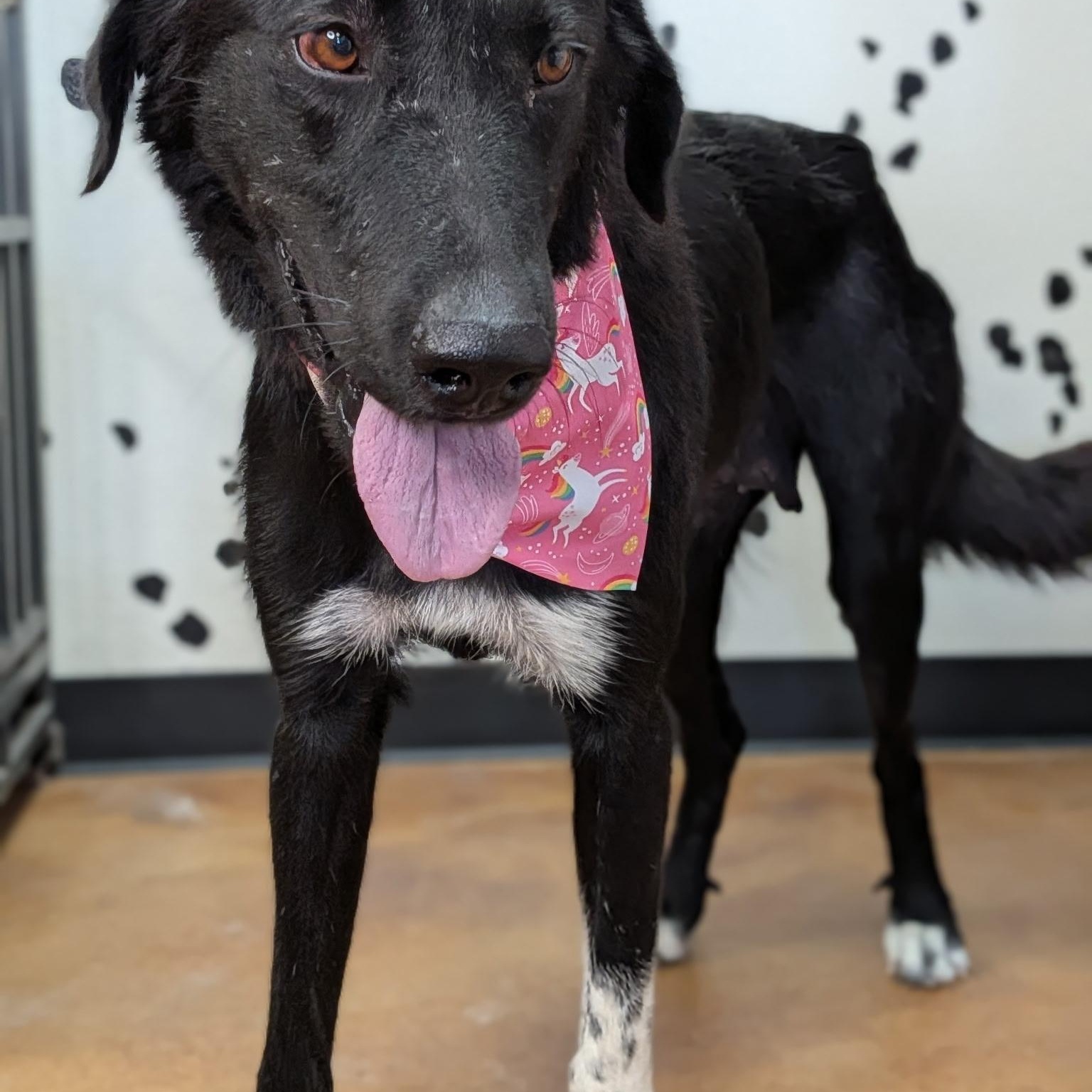 Enlarge Mama Mallory, a Adoptable mixed breed in Van Nuys, CA image 2/3