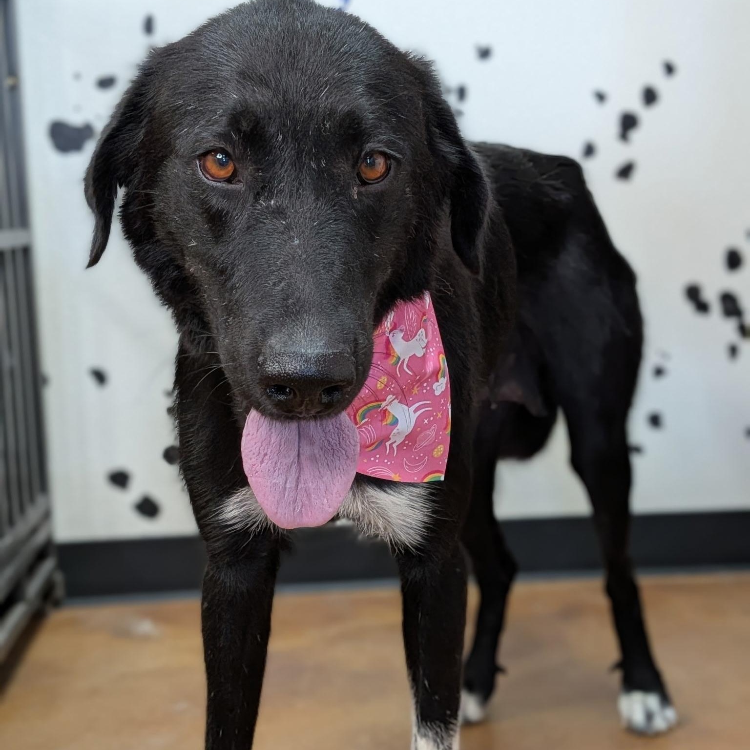 Enlarge Mama Mallory, a Adoptable mixed breed in Van Nuys, CA image 3/3