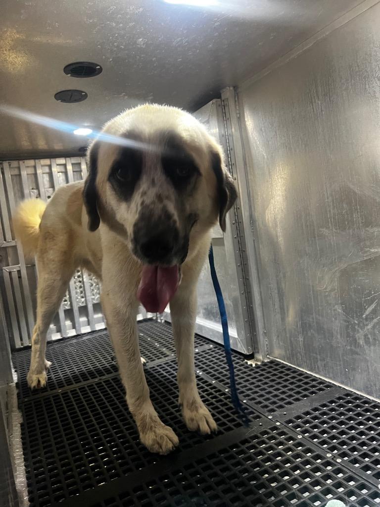Mark, Adoptable, Young Male Great Pyrenees.
