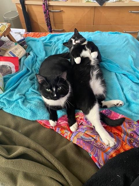 Magnus and Oden, Adult Male Tuxedo