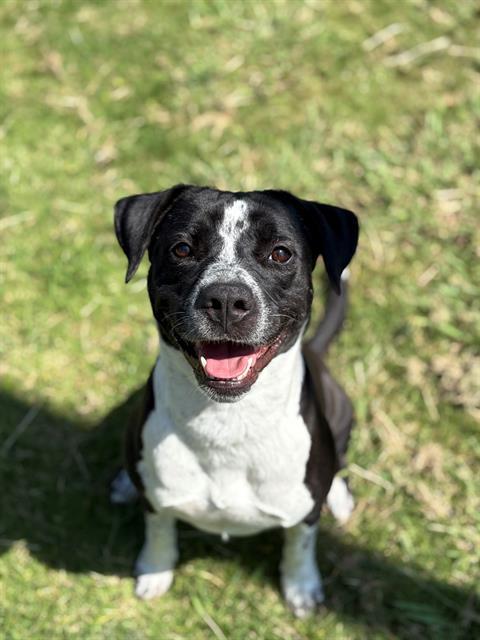 *Amber Nancy, adopted, Adult Female Pit Bull Terrier.