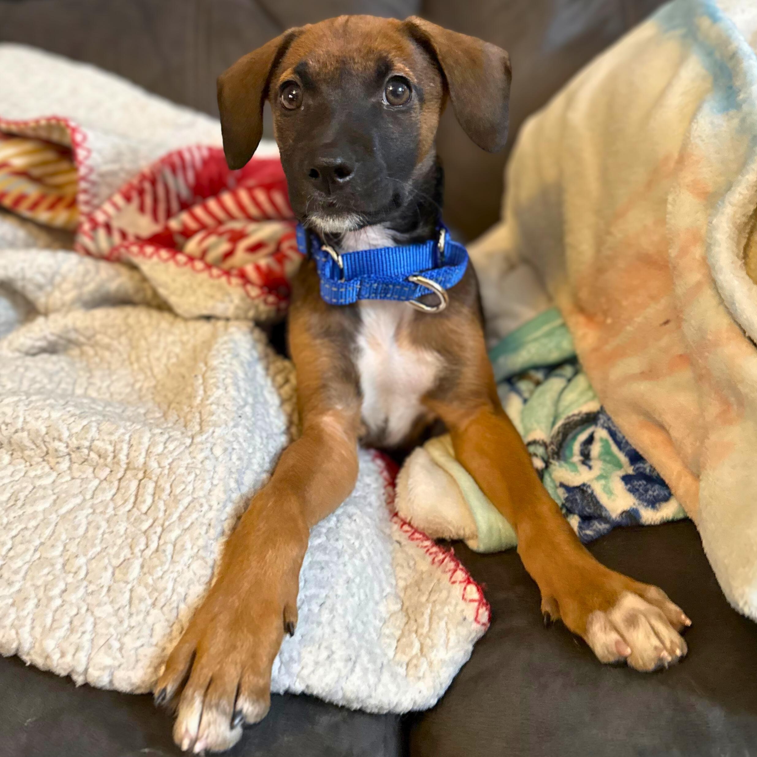 Enlarge Daya, a Adoptable mixed breed in Baldwin, MD image 1/4