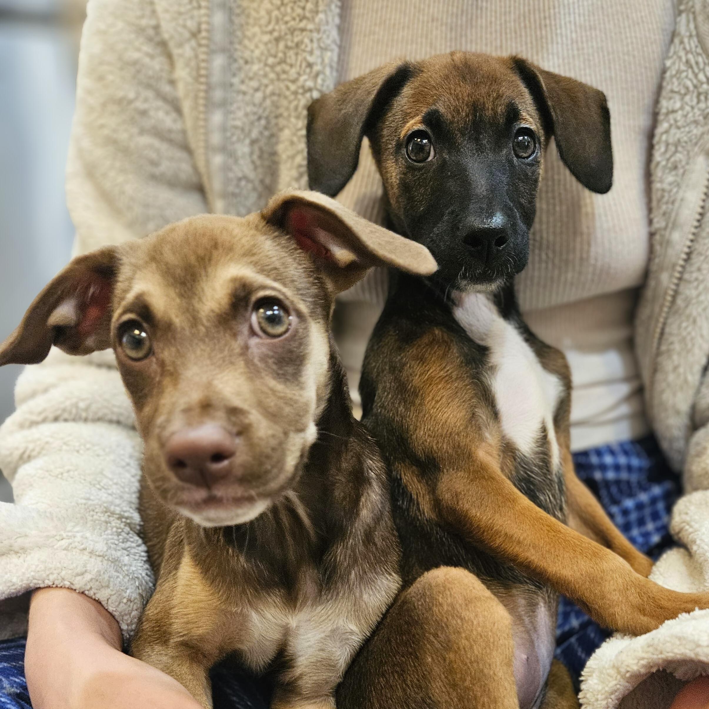 Enlarge Daya, a Adoptable mixed breed in Baldwin, MD image 4/4