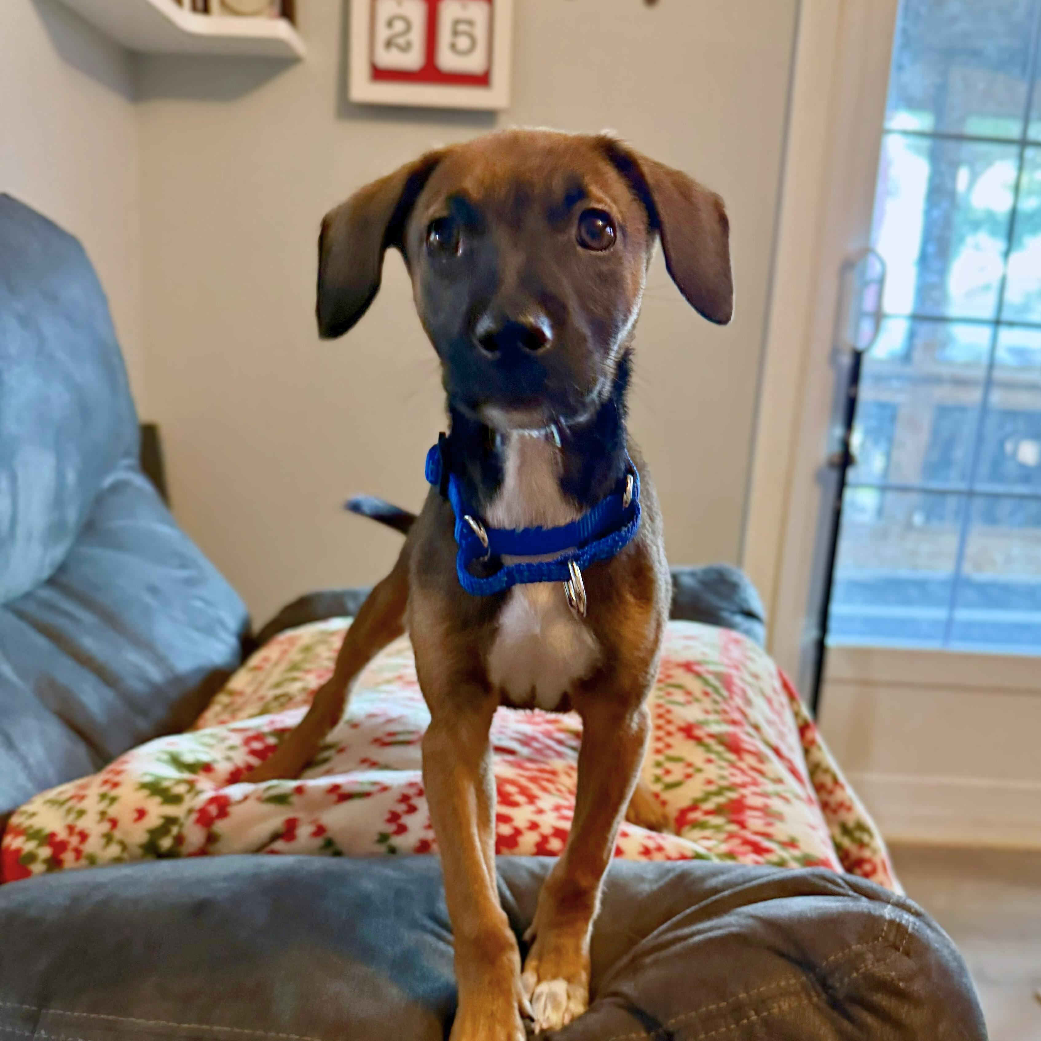 Enlarge Daya, a Adoptable mixed breed in Baldwin, MD image 2/4