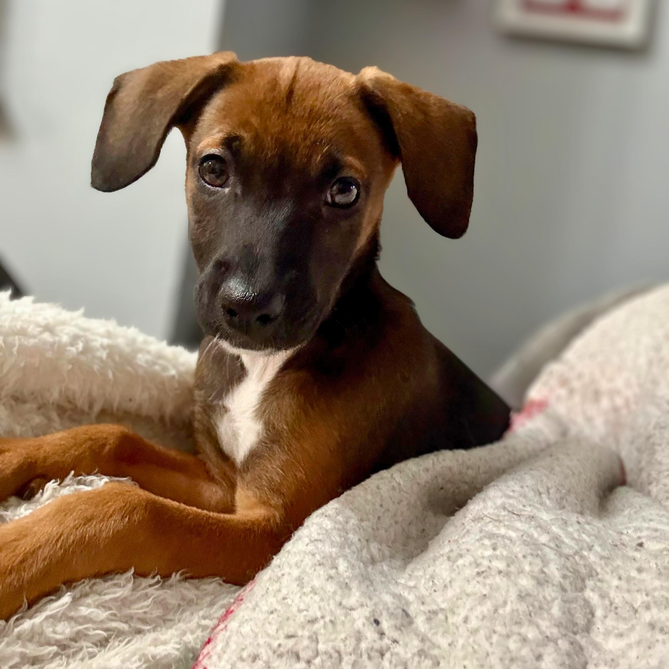 Enlarge Daya, a Adoptable mixed breed in Baldwin, MD image 3/4