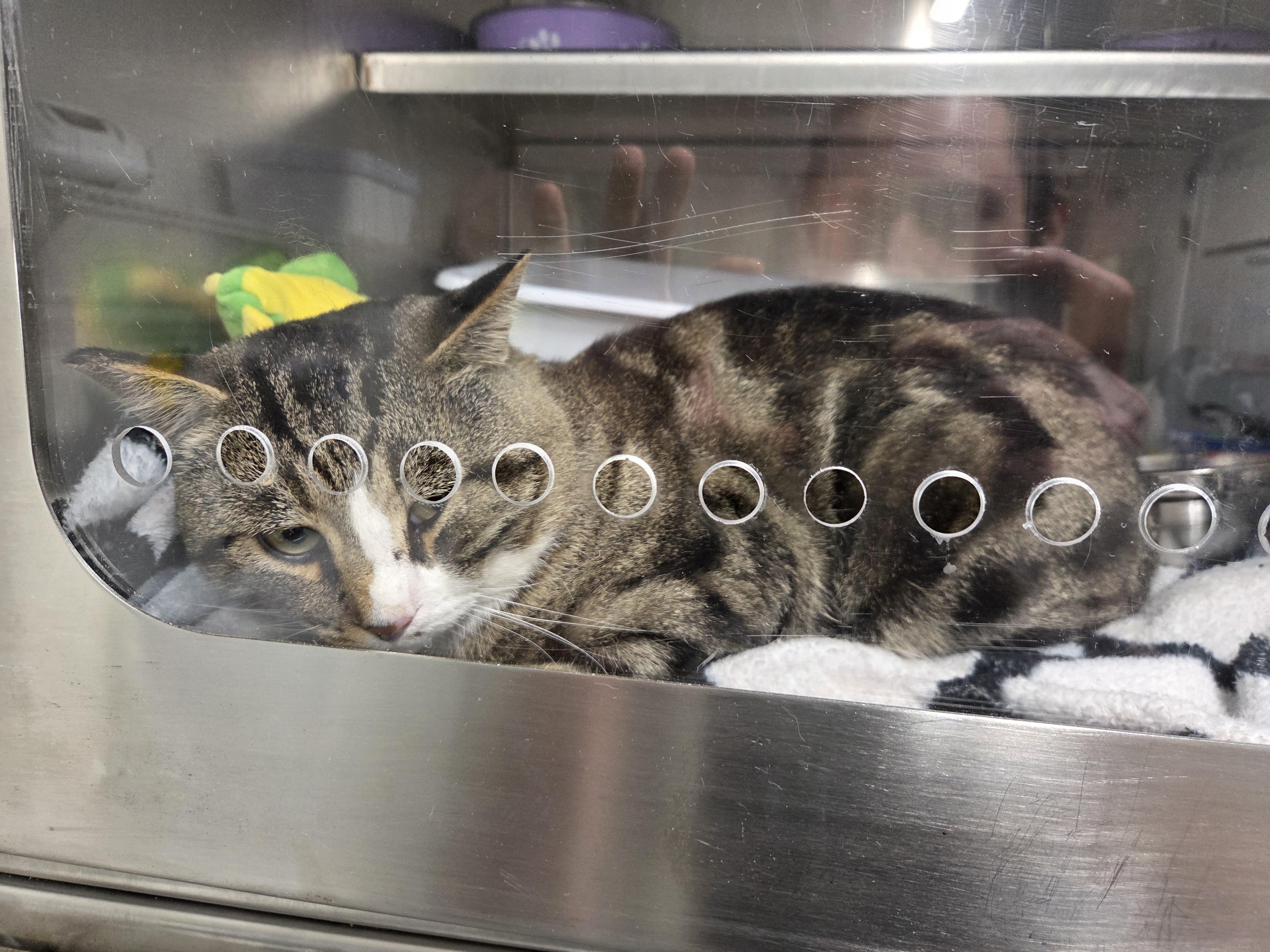 Elliot, adopted, Adult Male Domestic Short Hair.