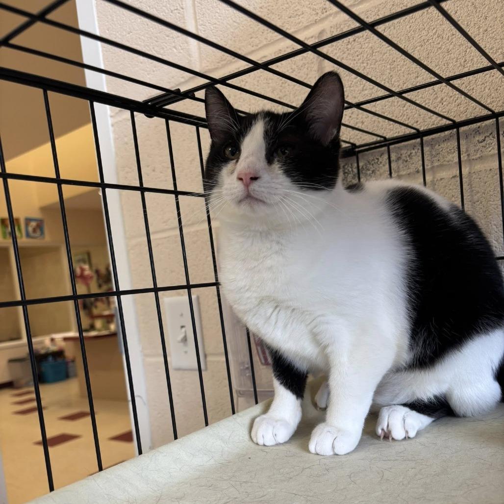 June Bug, Adoptable, Young Female Domestic Short Hair.