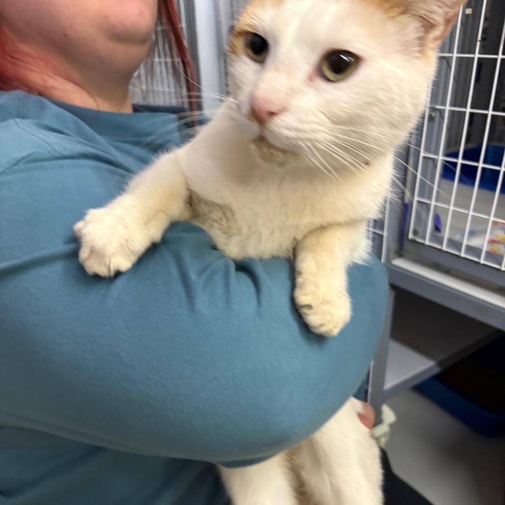 Enlarge Malone, a Adoptable Domestic Short Hair in Columbiana, AL image 1/2