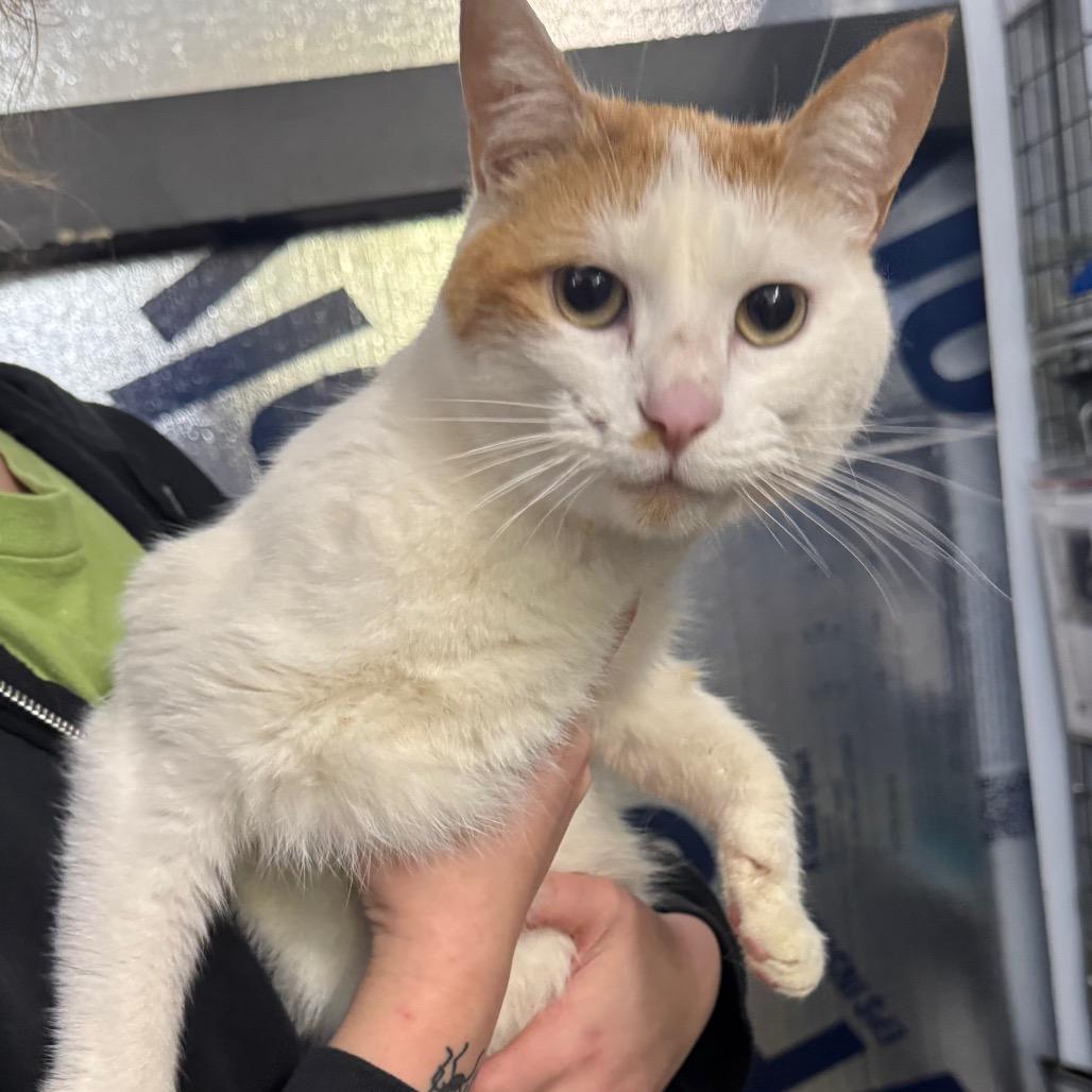 Enlarge Malone, a Adoptable Domestic Short Hair in Columbiana, AL image 2/2