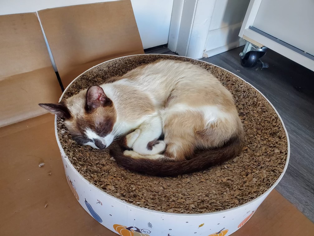 Enlarge Sunshine, a Adopted mixed breed in Orlando, FL image 2/4