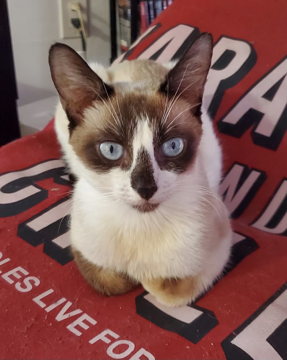 Sunshine, Adopted, Young Female Snowshoe & Siamese.