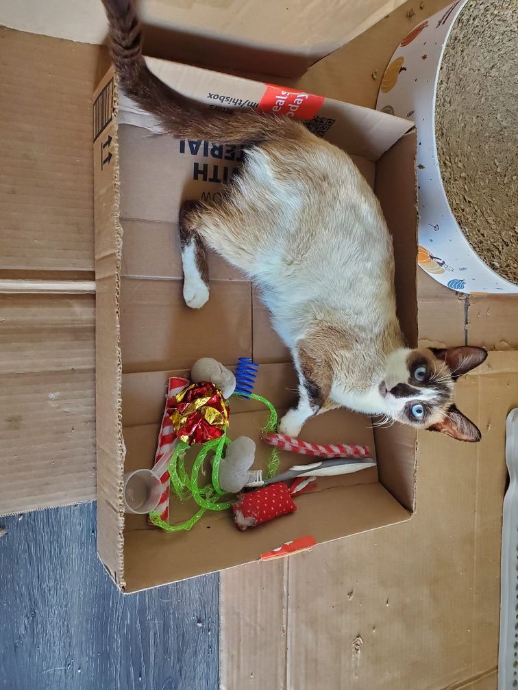 Enlarge Sunshine, a Adopted mixed breed in Orlando, FL image 3/4