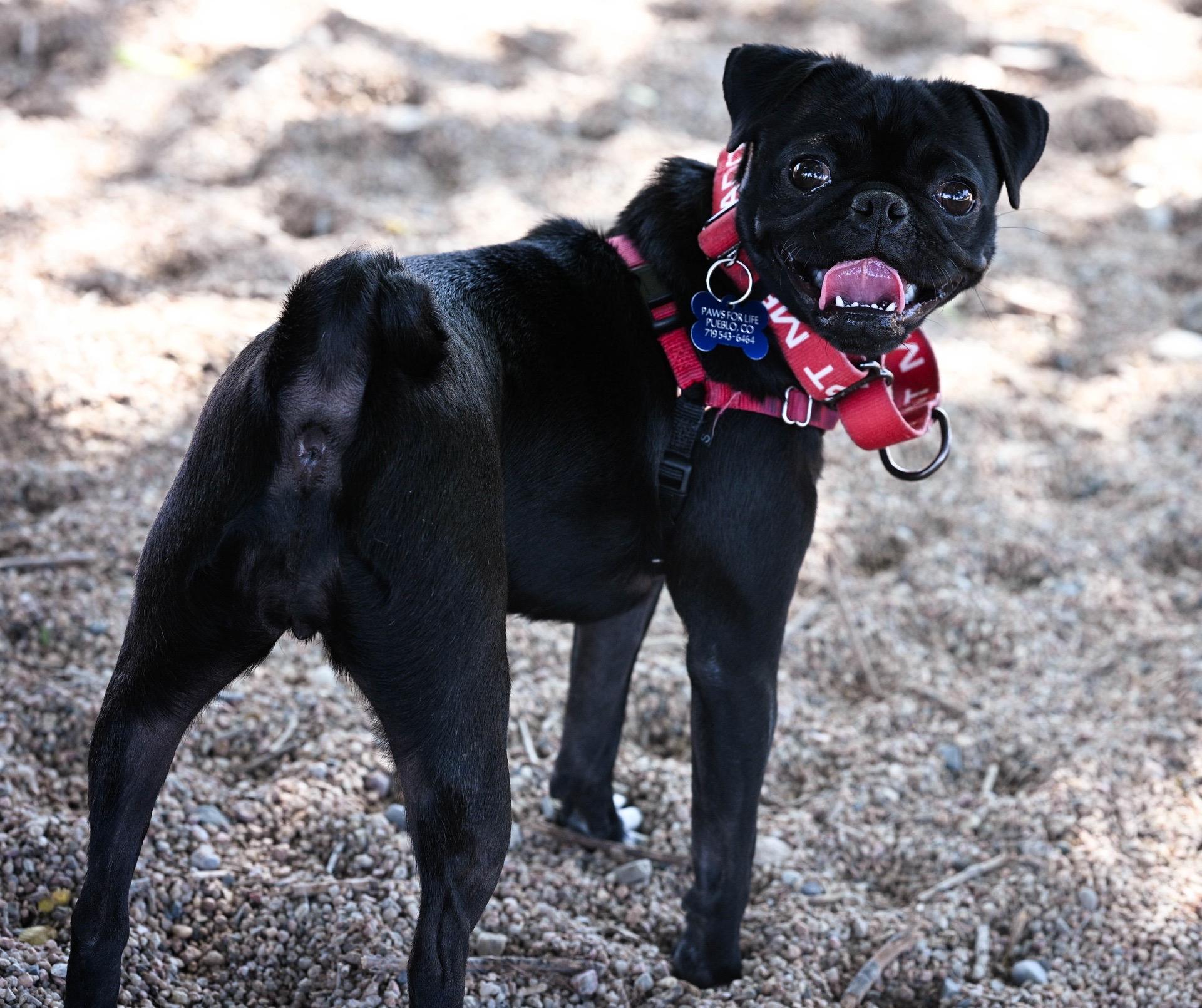 Little Debbie, Adopted, Young Female Pug.