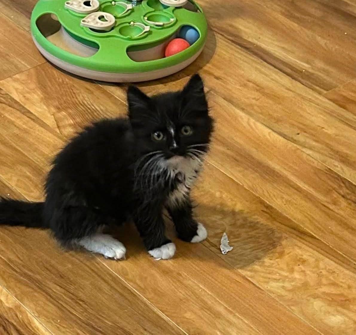 Princess - Kitten, Adoptable, Kitten Female Domestic Medium Hair.