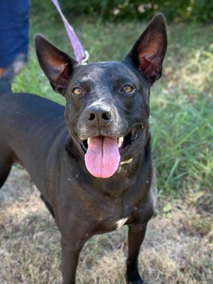 Murphy, Adoptable, Adult Male Pit Bull Terrier & Mixed Breed.