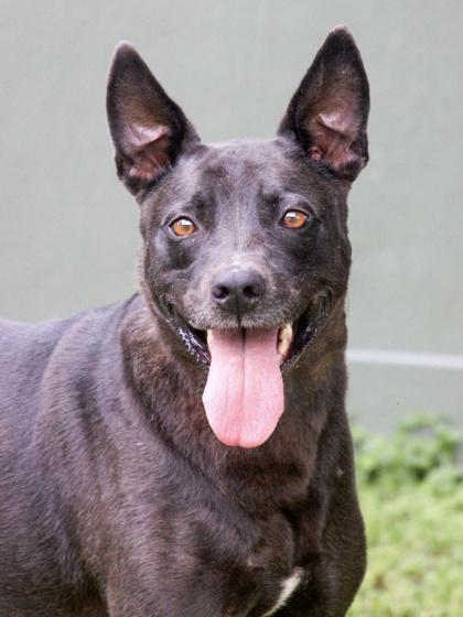 Enlarge Murphy, a Adoptable mixed breed in San Antonio, TX image 2/3