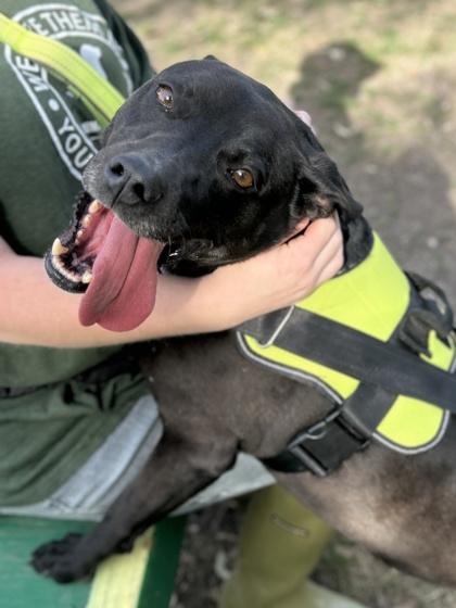 Enlarge Murphy, a Adoptable mixed breed in San Antonio, TX image 3/3