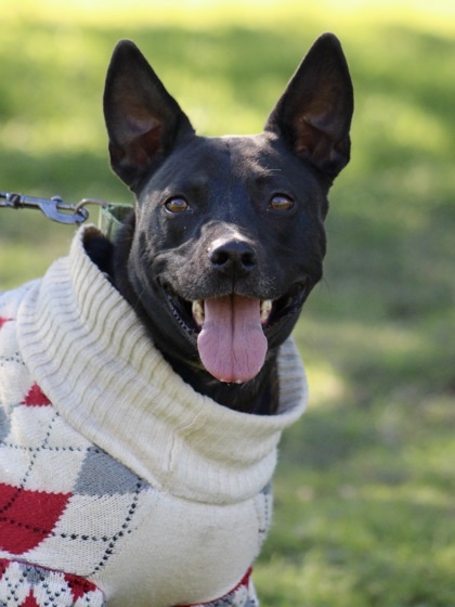 Murphy, Adult Male unknown