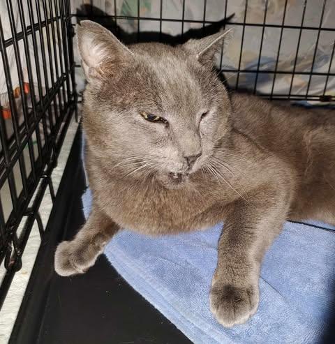 Mr Grey, Adoptable, Adult Male Domestic Short Hair.