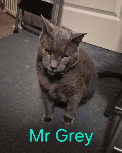 Mr Grey, Adoptable, Adult Male Domestic Short Hair.