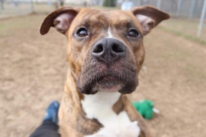 Enlarge Little Vanilla Meadow , a ADOPTABLE mixed breed in Mishawaka, IN image 1/6