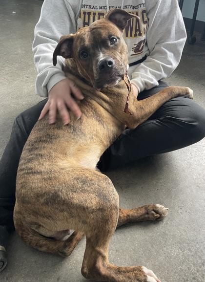 Enlarge Little Vanilla Meadow , a ADOPTABLE mixed breed in Mishawaka, IN image 6/6