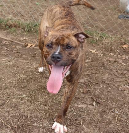 Enlarge Little Vanilla Meadow , a ADOPTABLE mixed breed in Mishawaka, IN image 4/6