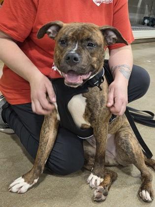 Enlarge Little Vanilla Meadow , a ADOPTABLE mixed breed in Mishawaka, IN image 5/6