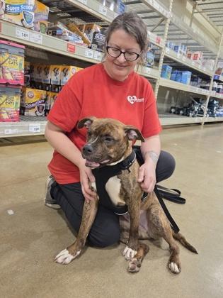 Enlarge Little Vanilla Meadow , a ADOPTABLE mixed breed in Mishawaka, IN image 2/6