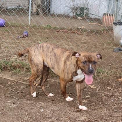 Enlarge Little Vanilla Meadow , a ADOPTABLE mixed breed in Mishawaka, IN image 3/6