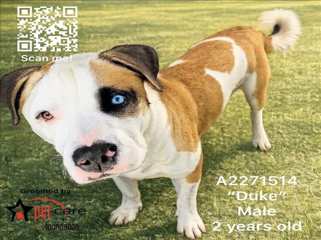 DUKE, Adoptable, Young Male Pit Bull Terrier & Mixed Breed.