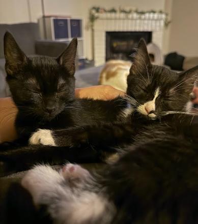 Texas and Goober (bonded pair), ADOPTABLE, Kitten Male Domestic Short Hair.