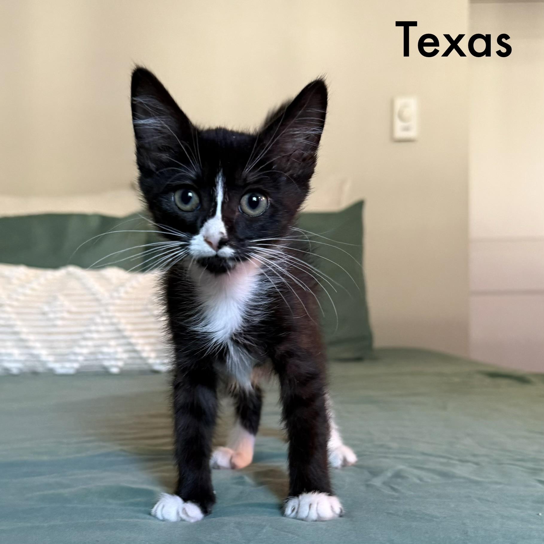 Wally, Goose, Texas, Goober (available mid September), a ADOPTABLE Domestic Short Hair in Everett, WA image 2/4
