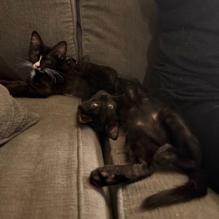 Enlarge Texas and Goober (bonded pair), a ADOPTABLE Domestic Short Hair in Everett, WA image 4/4