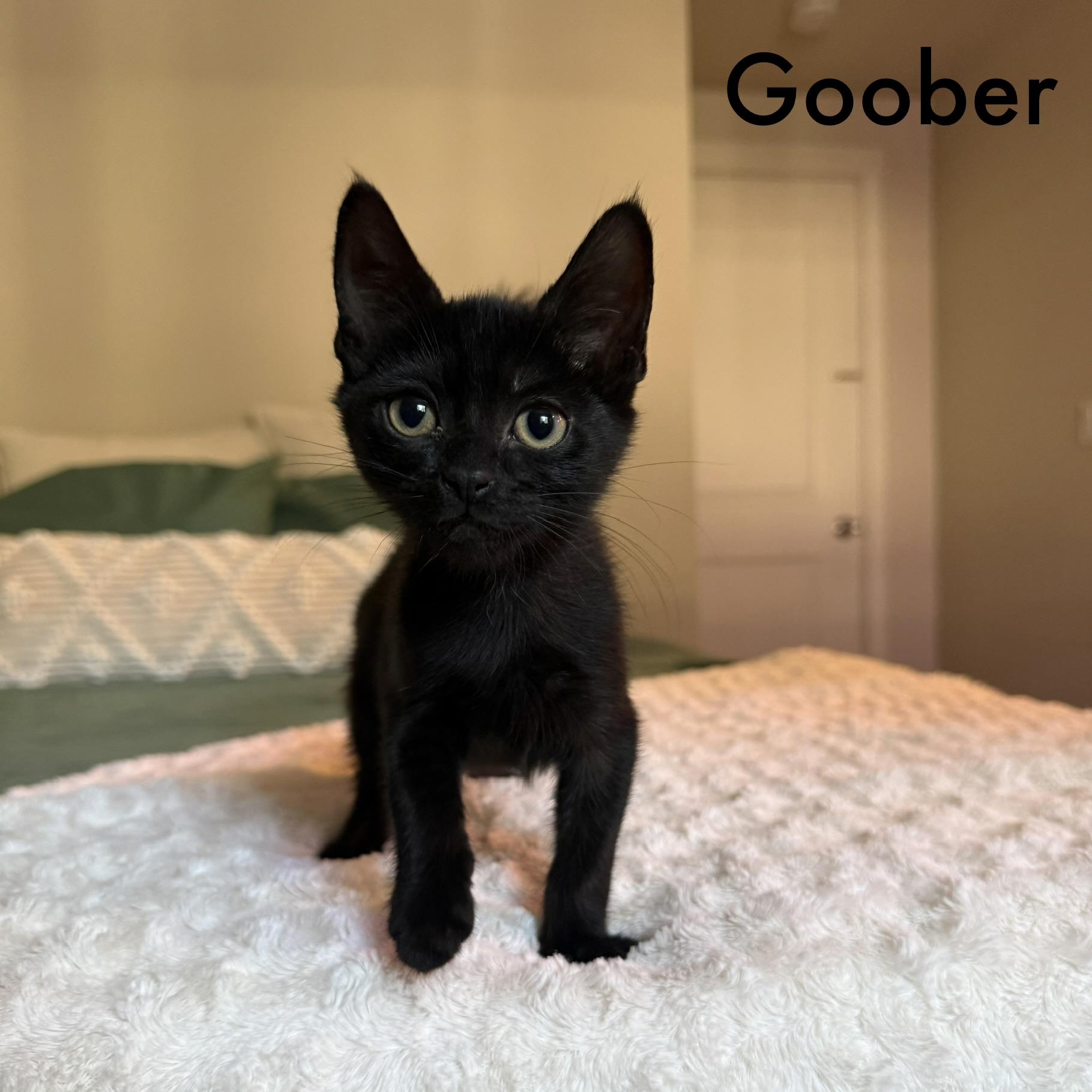 Wally, Goose, Texas, Goober (available mid September), ADOPTABLE, Kitten Male Domestic Short Hair.