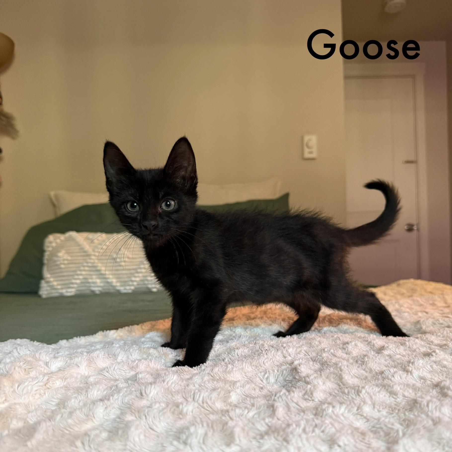 Wally, Goose, Texas, Goober (available mid September), a ADOPTABLE Domestic Short Hair in Everett, WA image 3/4